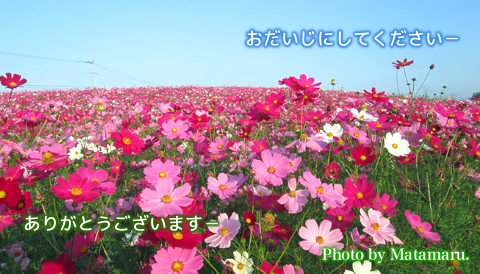 太平調剤薬局　2022年9月