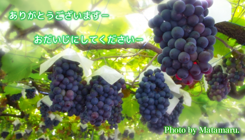 太平調剤薬局　2023年9月